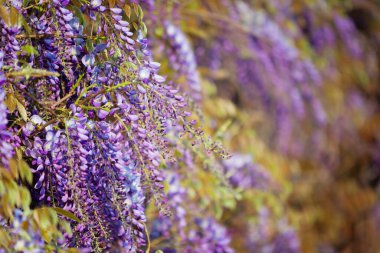 Güzel mor salkımcık bitkisi