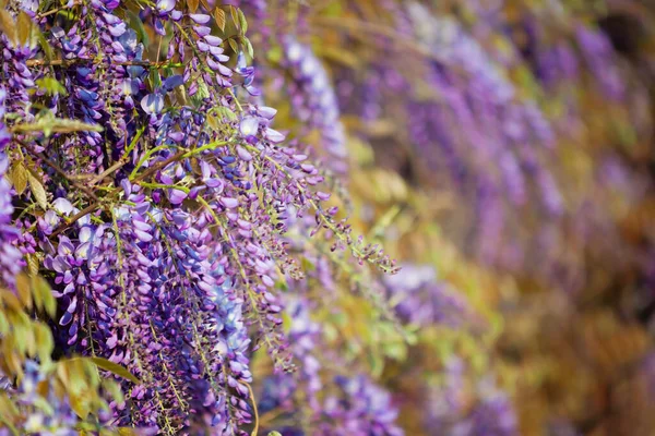 Güzel mor salkımcık bitkisi