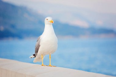 Fransız Rivierasında Martı, Fransa