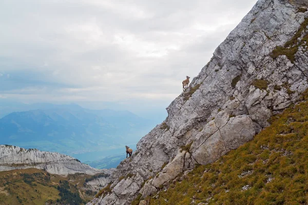 Ibexes Mount Pilatus Switzerland — Stock Photo, Image