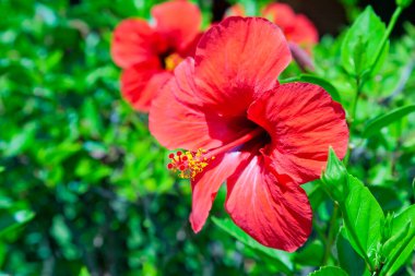 Bulanık yeşil arkaplanda kırmızı amber çiçekleri