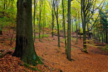 Sonbaharda güzel bir park, Dresden, Almanya