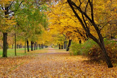 Sonbaharda güzel bir park, Dresden, Almanya