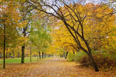 Sonbaharda güzel bir park, Dresden, Almanya