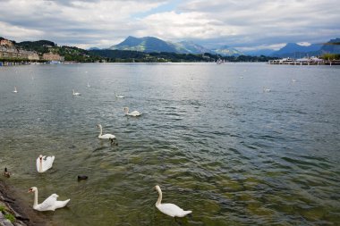 Lake Lucerne, swiss Alps, Switzerland