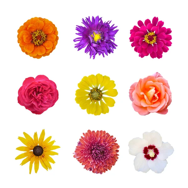 Conjunto de flores: zinnia, rosa, crisantemo, violeta, hibisco blanco, composición Susan de ojos negros sobre fondo blanco aislado. Flor de verano. — Foto de Stock