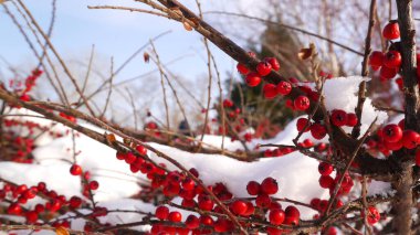 Doğa fotoğrafı. Kar altında kırmızı dut.