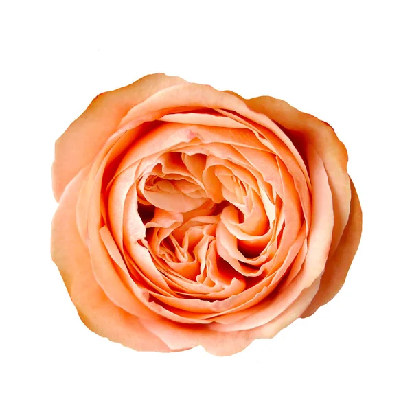 Macro photo peach khala rose flower on white isolated background. — Stock Photo, Image