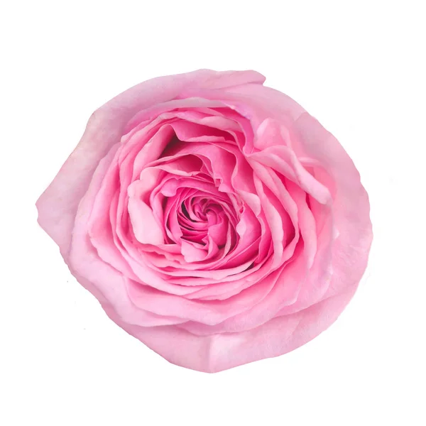 Рожева квітуча троянда кагала на ізольованому білому тлі . — стокове фото
