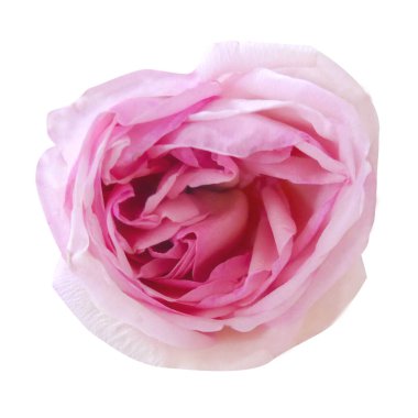 İzole edilmiş beyaz arka planda pembe çiçek açan gül kahalası.