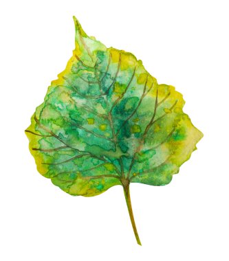 Beyaz izole arkaplanda suluboya sonbahar yaprağı yeşili.