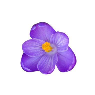 Beyaz izole arkaplanda mor renkli makro fotoğraf