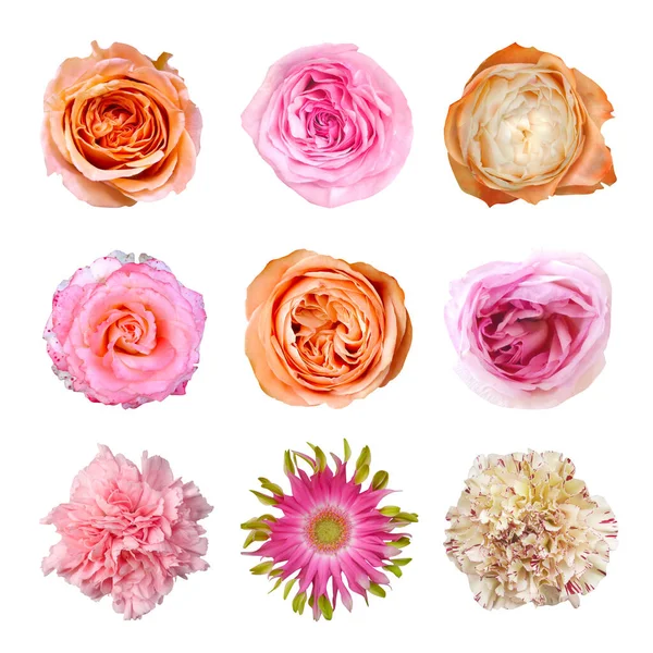 Makro zdjęcie zestaw kwiat róża różowy i pomarańczowy na białym odizolowanym tle. — Zdjęcie stockowe