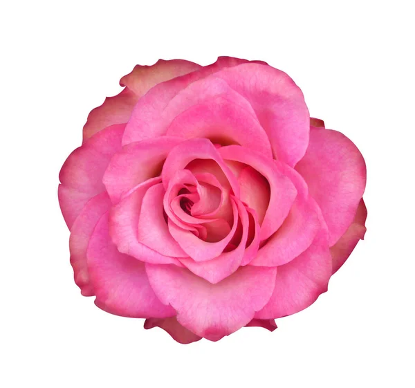 Única rosa rosa flor isolada no fundo branco . — Fotografia de Stock