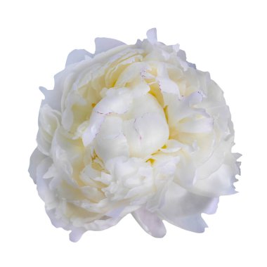 Beyaz izole arkaplanda beyaz şakayık resmi