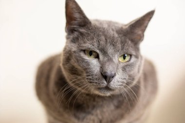 Birmanya 'nın güzel gri kedisi hafif arka planda, yatay bir şekilde uyuyor.