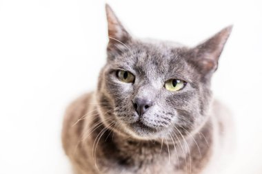 Birmanya 'nın güzel gri kedisi hafif arka planda, yatay bir şekilde uyuyor.