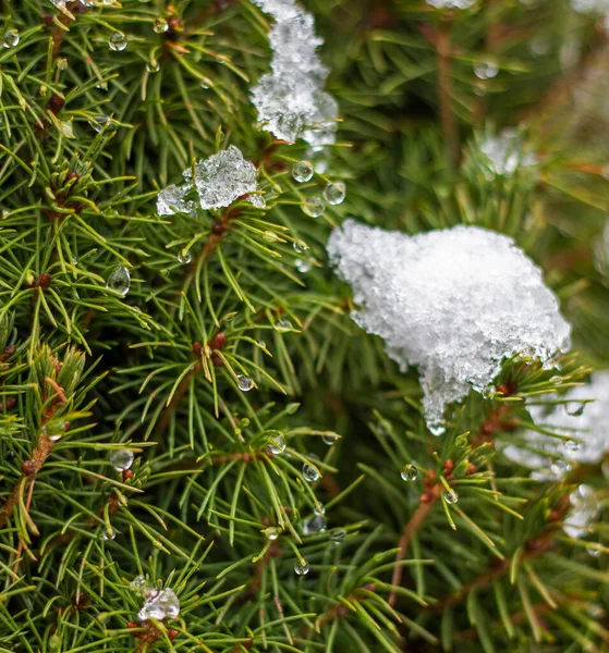 圣诞树的抽象背景 枝条上有融化的雪滴 喜庆的 — 图库照片