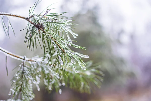 Karácsonyfa Jeges Cseppekkel Tűkön Tűkön Ünnepi — Stock Fotó
