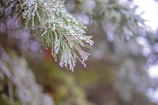 크리스마스 트리의 솜털같은 가지핀 바늘에 방울이 크리스마스 — 스톡 사진