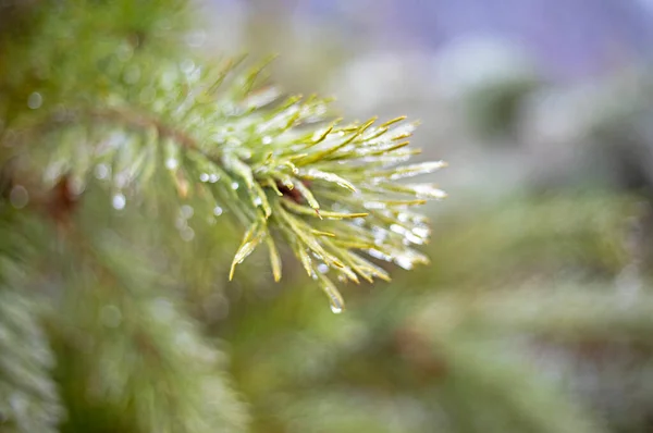 Verschwommener Flauschiger Zweig Des Weihnachtsbaums Mit Eiströpfchen Auf Nadeln Waagerecht — Stockfoto