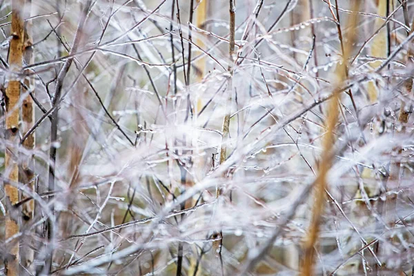 美丽而模糊的抽象的雪地森林背景 天然的背景图 — 图库照片