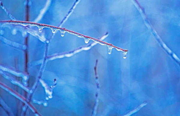 Παγωμένο Κλαδί Δέντρου Θολή Μπλε Φόντο Οριζόντια — Φωτογραφία Αρχείου