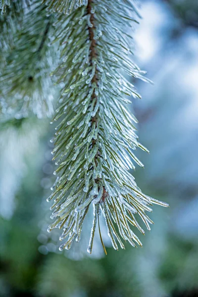 模糊而蓬松的圣诞树枝条 与针尖上的冰滴紧密相连 — 图库照片