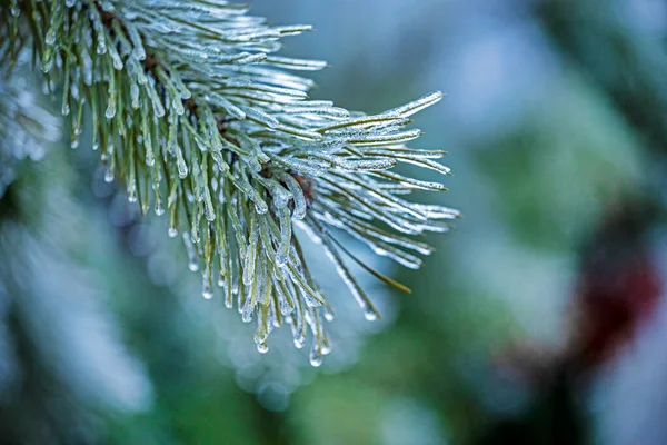 模糊而蓬松的圣诞树枝条 与针尖上的冰滴紧密相连 水平的 — 图库照片