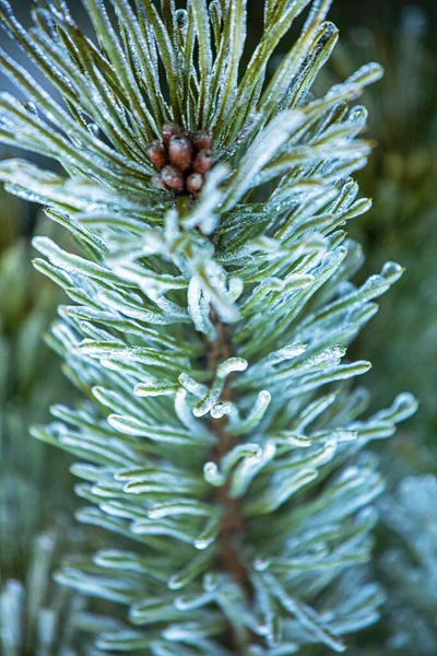 Ramo Fofo Desfocado Árvore Natal Fechar Com Gotas Gelo Pinos — Fotografia de Stock