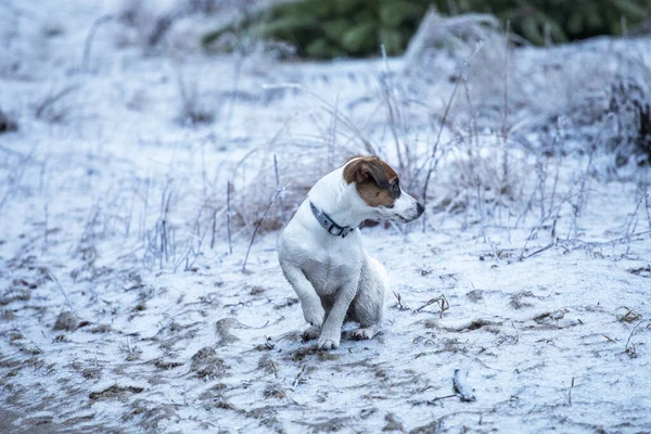 快乐的小狗杰克鲁塞尔在森林里猎狗寻找猎物 — 图库照片