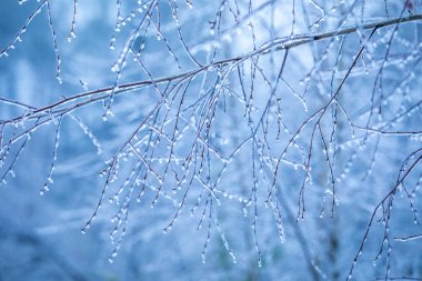güzel bulanık karlı orman arka planı buz dalları, doğal arka plan