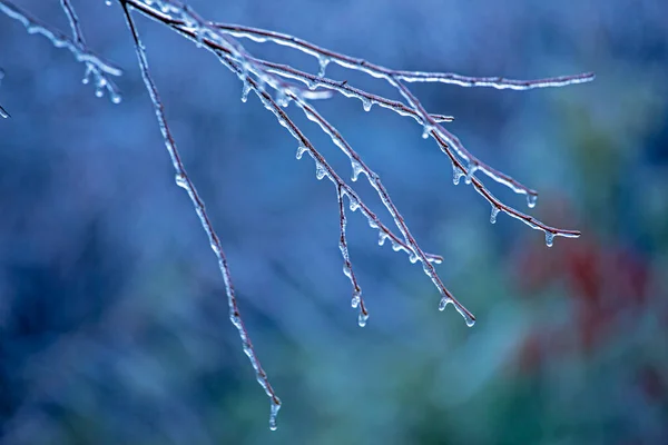 배경에 얼음으로 나뭇가지 수평으로 — 스톡 사진
