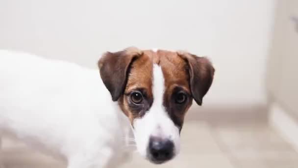 Carino Faccia Cucciolo Jack Russell Terrier Uno Sfondo Leggero — Video Stock