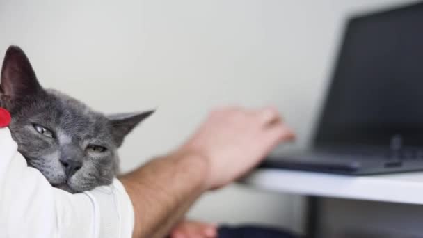Cute Muzzle Gray Cat Lies Hand Owner Who Works Home – Stock-video