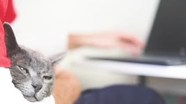 Cute Muzzle Gray Cat Lies Hand Owner Who Works Home — Video Stock