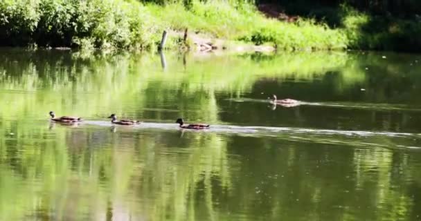 Patos Selvagens Nadam Rebanho Água Dia Quente Horizontal — Vídeo de Stock