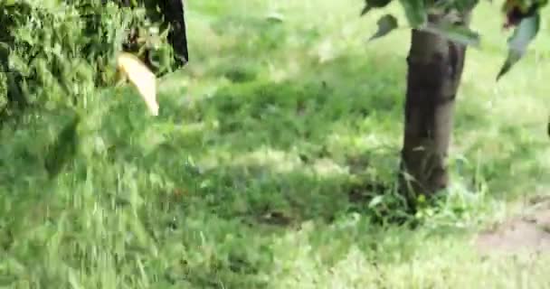 Tuinplant Giet Het Gemaaide Gras Uit Bij Het Maaien Van — Stockvideo