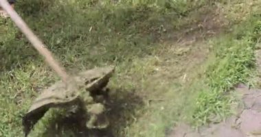 Bahçe bitkisi ağacın etrafındaki çimleri budayarak kesiyor.