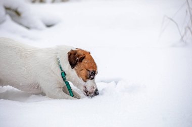 cute jack russell terrier puppy playing with snow on a winter day in natur