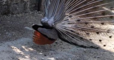 Güzel erkek tavus kuşu kuyruğunu etrafından çevirir, kur dansı yapar, bir dişiye kur yapar, yakın plan