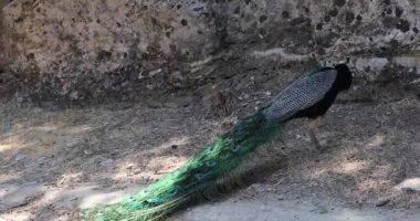 Erkek tavus kuşu dişiye kur yaparken kuyruğunu açar.