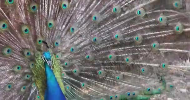 Beau Mâle Paon Tourne Queue Autour Lui Effectuer Une Danse — Video