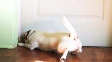 Şirin köpek yavrusu Jack Russell Terrier evde yalnız kaldı ve kapıyı açmak istiyor.