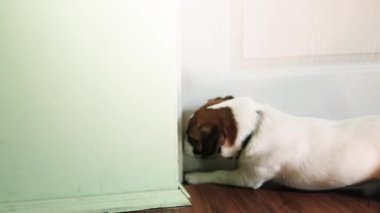 Şirin Jack Russell Terrier köpeği kapıyı açmaya çalışıyor.