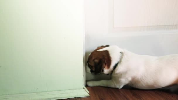 かわいいジャック ラッセル テリアの子犬が部屋のドアを開けようとして — ストック動画