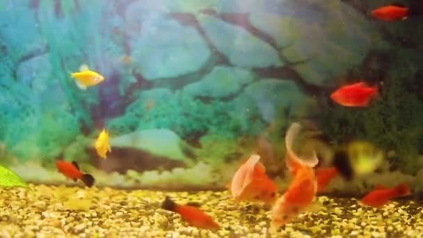 Złote Rybki Veiltails Jedzą Jedzenie Dna Akwarium — Wideo stockowe