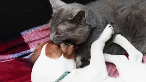 Gato Birmanês Cinza Ataca Suavemente Cachorro Jack Russell Terrier Gato — Vídeo de Stock