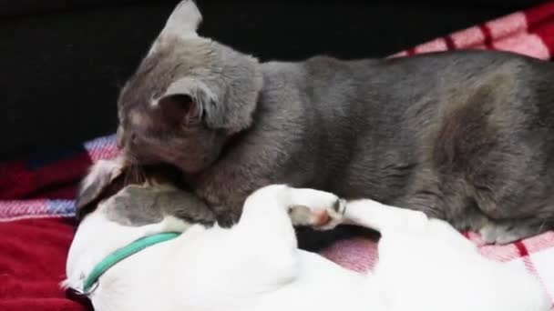 Gray Burmese Cat Lie Embrace Puppy Jack Russell Terrier Play — Stock Video