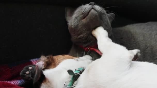 Χαριτωμένο Jack Russell Terrier Παίζει Μια Γκρι Γάτα Για Κάλυψη — Αρχείο Βίντεο